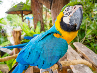 Parrot blue and yellow macaw with nice feathers details at Songkhla Thailand