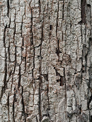 Tree Bark texture background