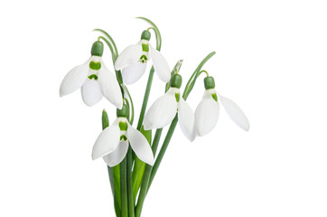 Bouquet of snowdrops