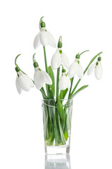 bouquet of snowdrop flowers in glass vase