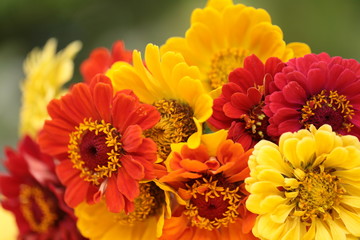bouquet of yellow orange and red zinnias 