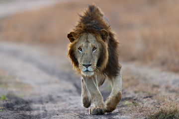 Walking Lion early in the morning before sunrise in Masai Mara