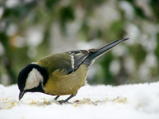 titmouse on a snowy table in the winter