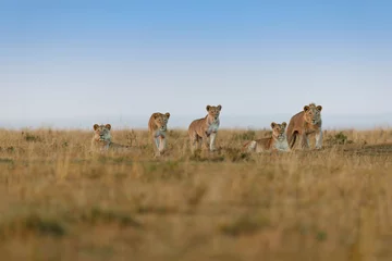 Double Cross Lion Pride early in the morning in Masai Mara © maggymeyer