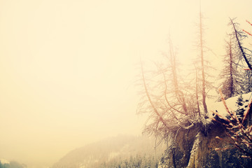 Wild Nature Winter Trees on Break Austria