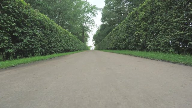 Alley in the Park in Peterhof