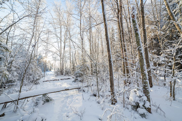 Sun shine in snowy forest