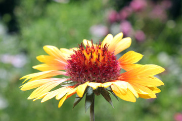 Gaillardia