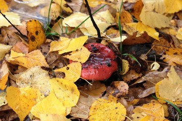russule in autumn leaves