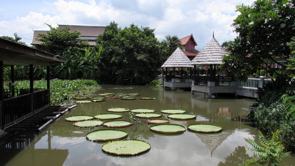 Lago del tempio in thailandia - ninfee enormi