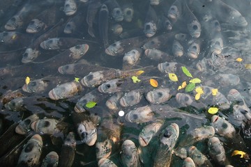 Giant gourami in pond with reflection.