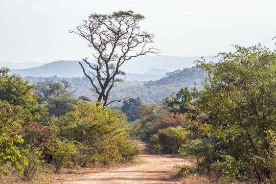 Fototapeta Punda Maria landscape in Kruger National park, South Africa