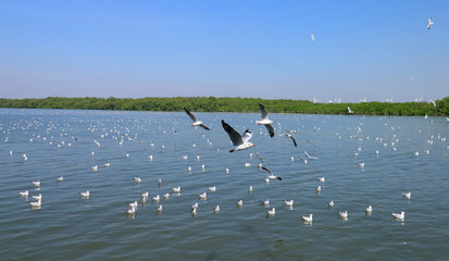 swarm of sea gulls flying close to the beach of an island, thailand