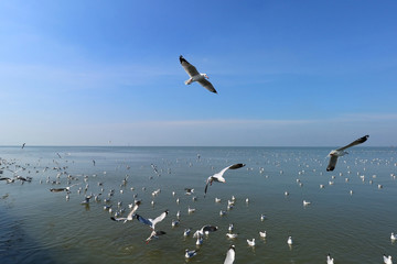 swarm of sea gulls flying close to the beach of an island, thailand