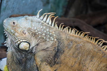 reptile at safari park