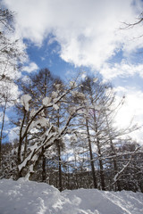 Tree Nature Cloud Sky Cold Blue Snow Winter White
