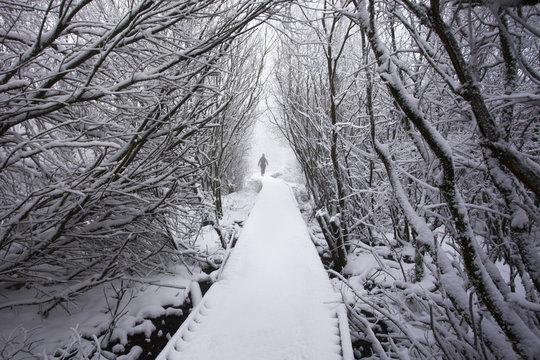 parc naturel des hautes fagnes (Belgique)