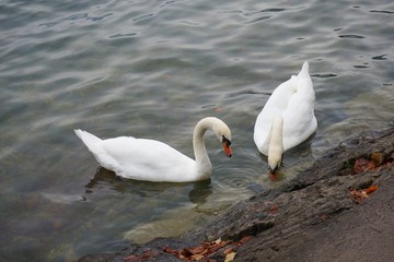 White swan on the Hallstatt lake