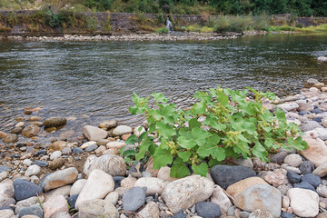 The plant has grown up between the stones along the Ardeche river.