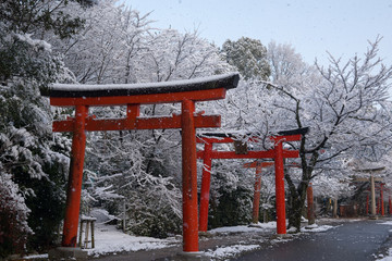 Fototapeta na wymiar shrine gates in kyoto with snow