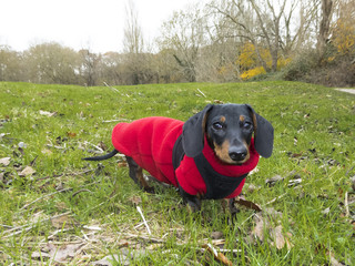 Miniature Smooth-haired Dachshund on grass