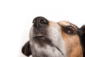 Hundekopf - isoliert - Jack Russell Terrier