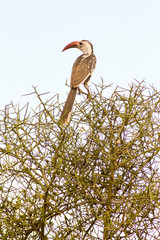 Obraz premium Hornbill on a branch