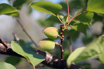 Obraz premium albicocche