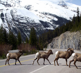 Rams crossing Icefield Parkway, Canada