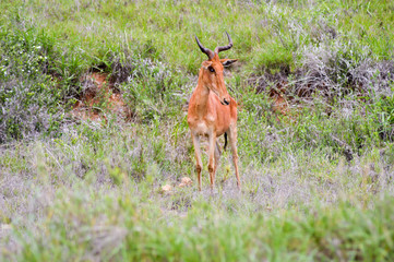 Hirola in the savanna