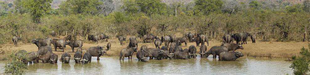 African buffalo in Kruger National park, South Africa