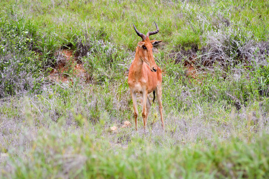 Fototapeta Hirola in the savanna