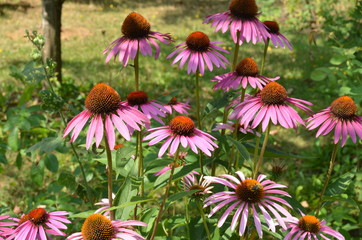 Fototapeta premium Flowers pink coneflower (Rudbeckia) on a bed in the garden
