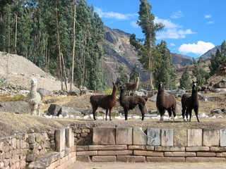 Herd of llamas in the ruins of Chavin de Huantar in Peru.