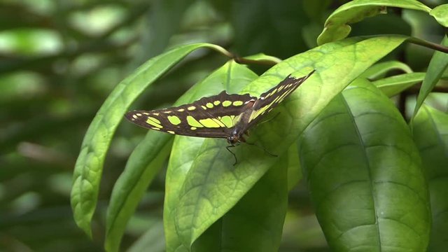 Butterflies