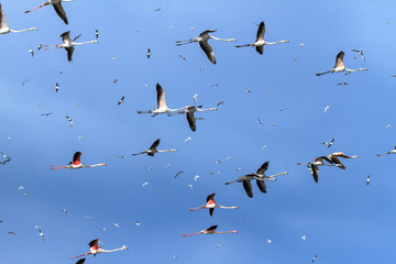 Flamingos on the sky in Almenara. Spain