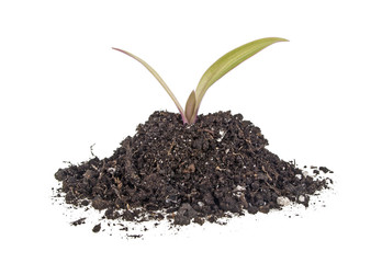 Young plant with humus isolated on white background