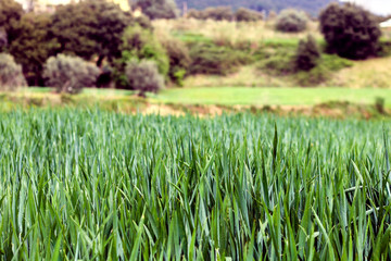 Pradera