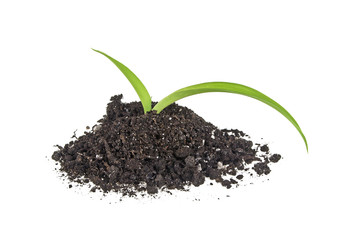 Young plant with humus isolated on white background