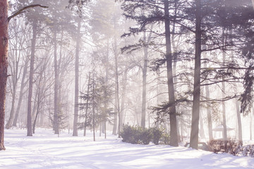 Winter cold forest, sunbeam through branch in park.