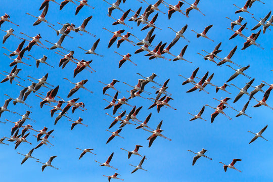 Flamingos on the sky in Almenara. Spain