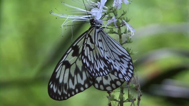 Butterflies