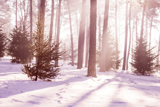 Winter cold forest, sunbeam through branch in park.