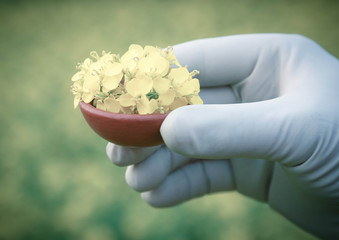 Mustard flowers outdoor