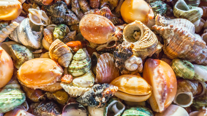 Background of shells