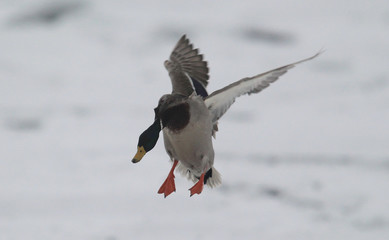 The male wild duck,mallard duck (Anas platyrhynchos) landing on the ice of a frozen river Danube,in Belgrade,Zemun,Serbia. 