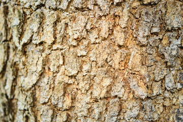  Wooden background or brown texture of wood.Top view and Close up