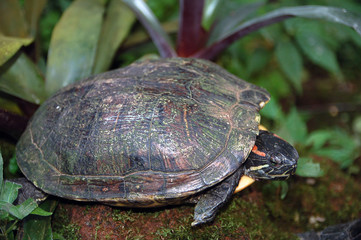 tartarughe d'acqua