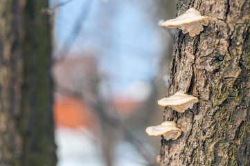 Mushrooms on the tree. A piece of a tree trunk with a wood mushrooms