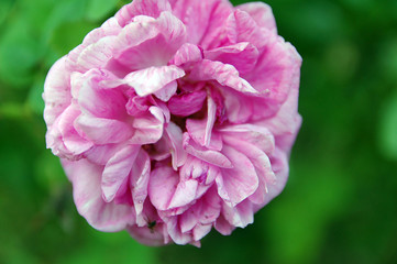 peonia